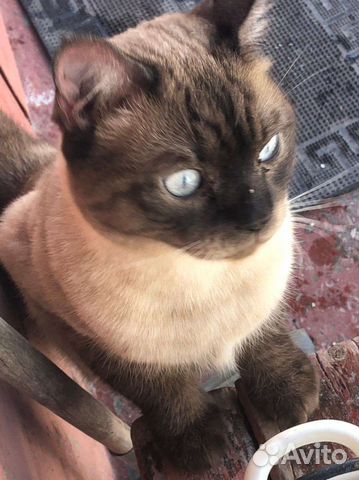 Интересный котик ищет добрые руки