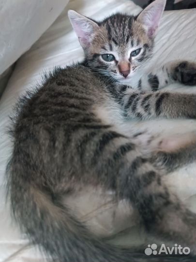 Кошка в дар бесплатно