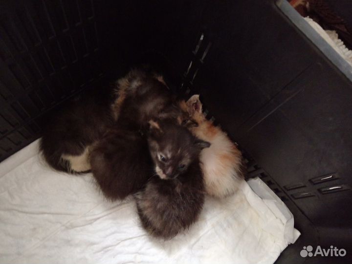 Котята в добрые руки