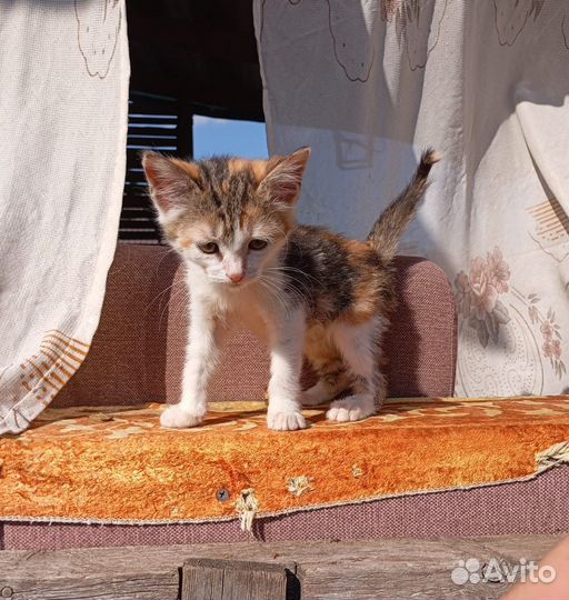 Котята бесплатно