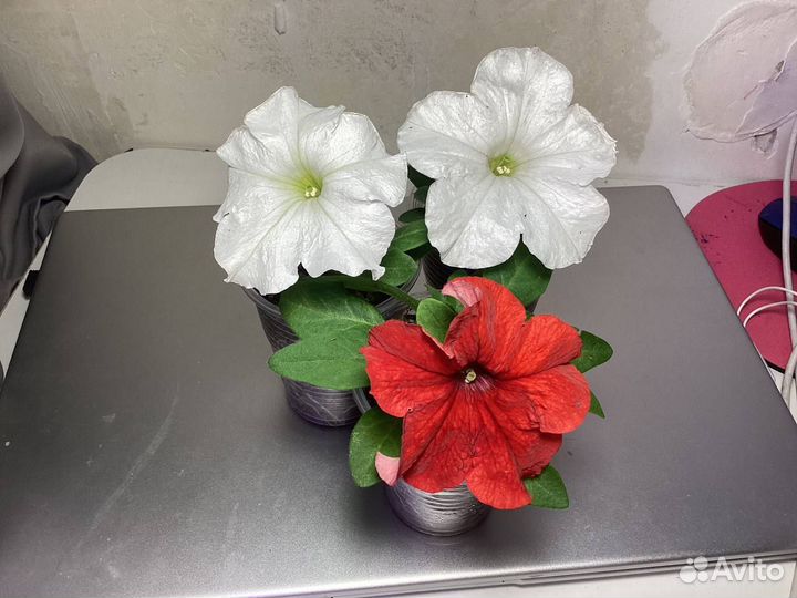 Лаванда белая, Петуния крупноцветковая, Бархатцы