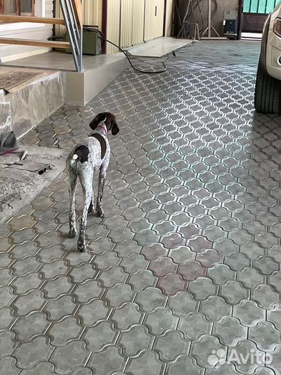 Щенок Курцхаар