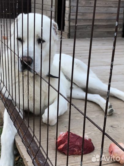 Алабай ищет девочку