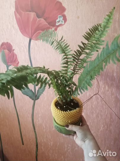 Папоротник и бегония