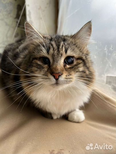 Отдам в добрые руки