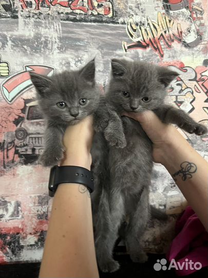 Британские котята