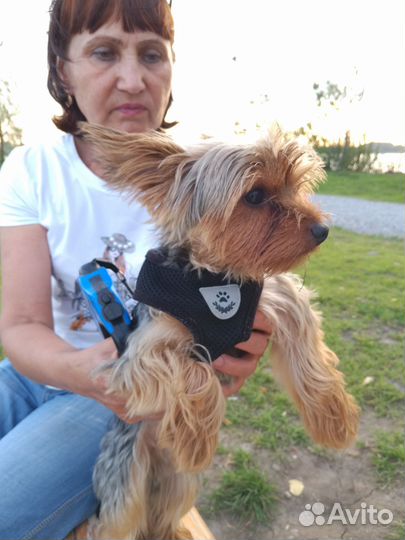 Вязка.Йоркширский терьер стандарт