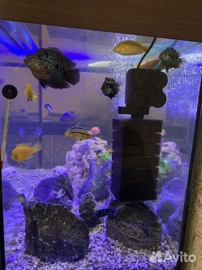 Аквариум