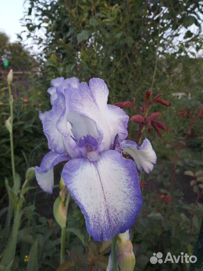 Многолетники для сада