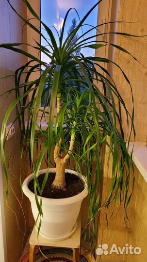 Пальма драцена сортовая толстый ствол