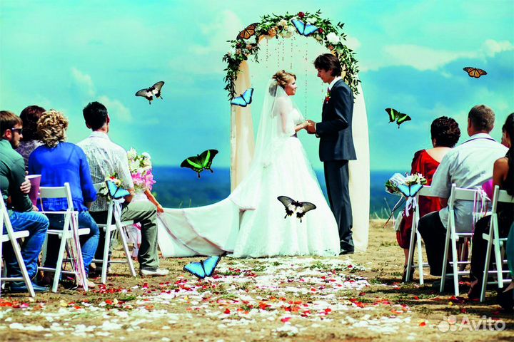 Салют из 20 Живых Тропических Бабочек с/б-16