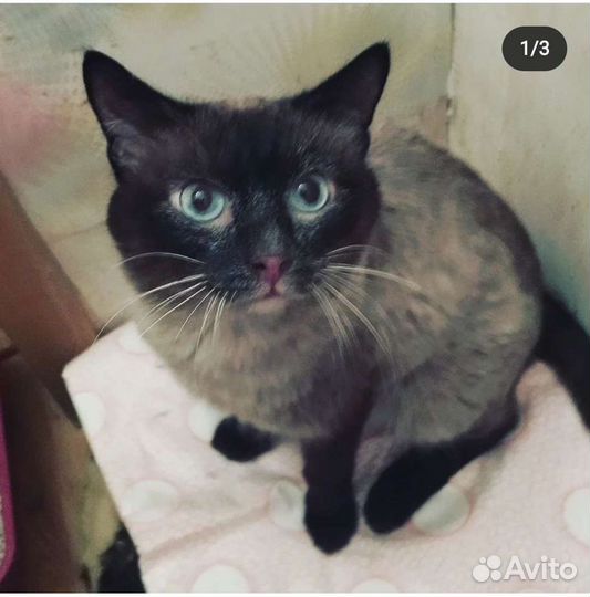 Котик Сиам