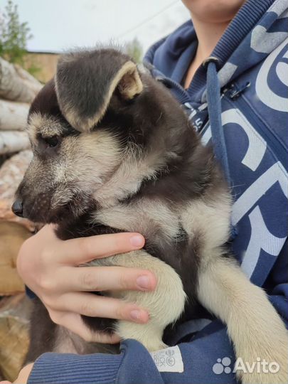 Щенята овчарки в добрые руки