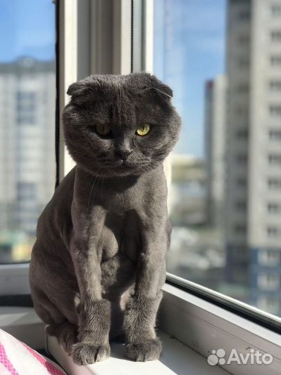 Стрижка кошек