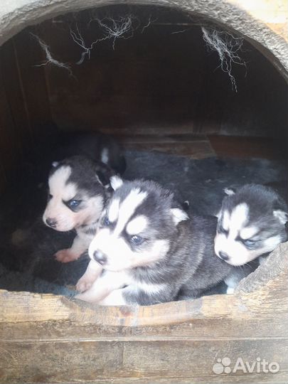 Щенки сибирской хаски