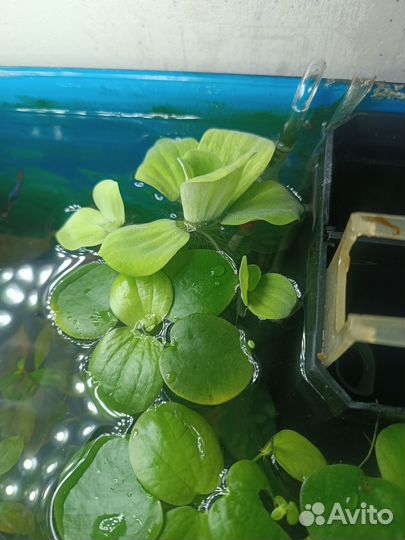 Растения аквариуиные