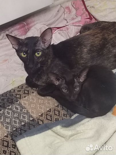 Ориентальная кошка