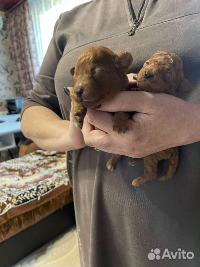 Продаю щенков