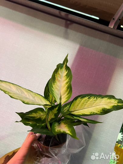 Диффенбахия камилла