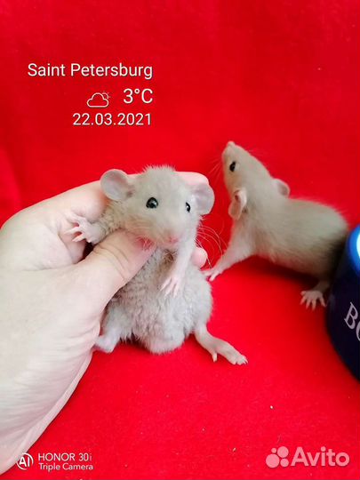 Крыса крысята дамбо разных окрасов