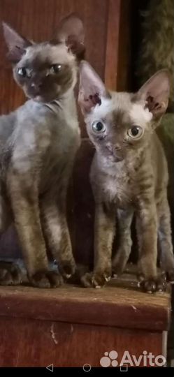 Котята девон-рекс