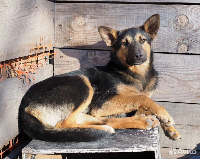 Собака в добрые руки отдам бесплатно