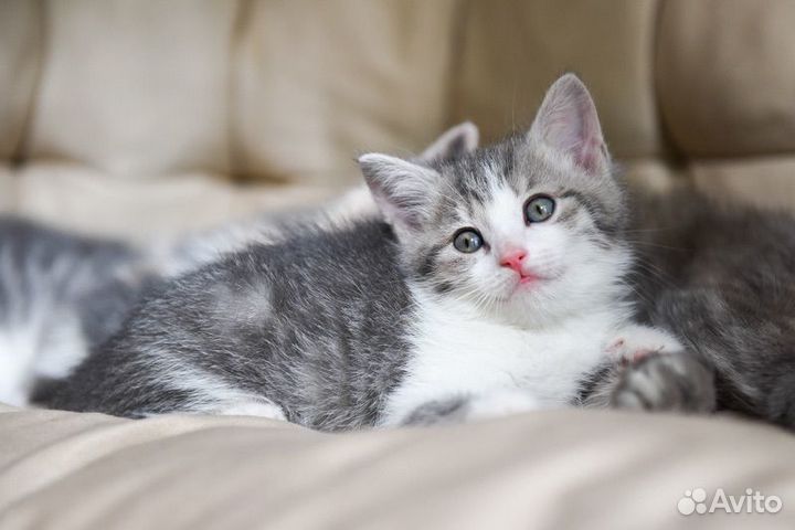 Котёнок бело-голубой мальчик 1,5 месяца