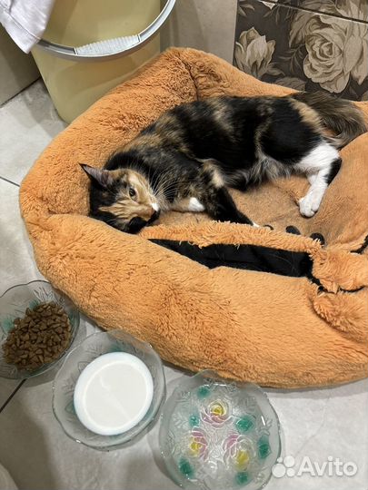 Кошка в дар