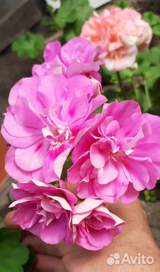 Пеларгонии зонартики