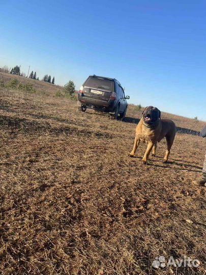 Южнойафриканский бурбуль