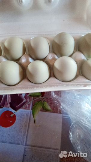 Домашние куриные яйца