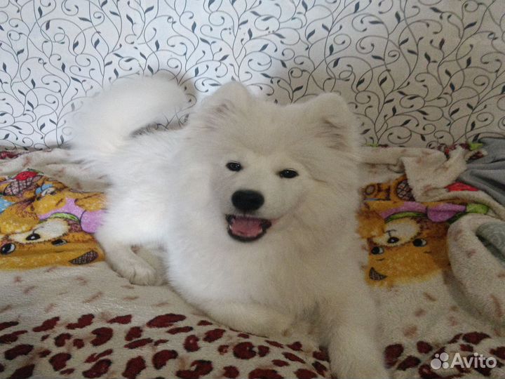 Самоедская лайка