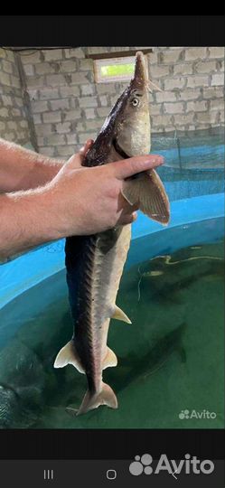 Живая рыба для пруда