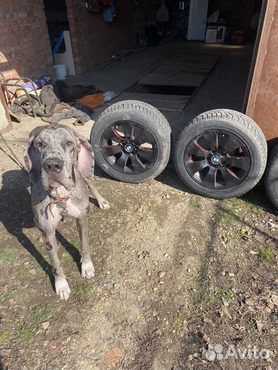 Hankook Winter I'Pike 2.25/55 R17