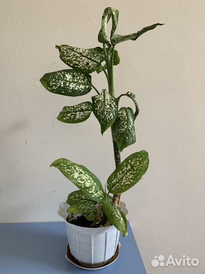 Диффенбахия