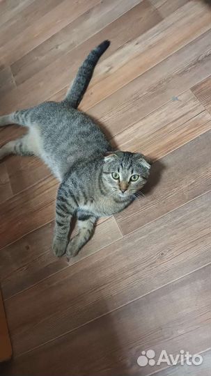 Вислоухий котик