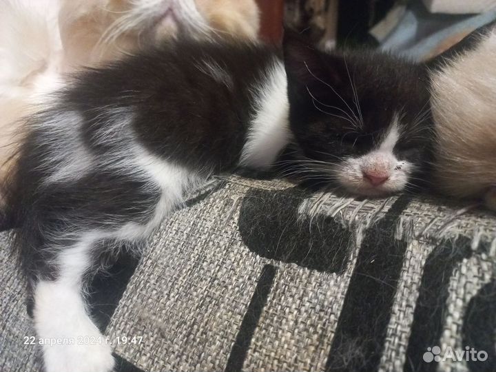 Котята в добрые руки