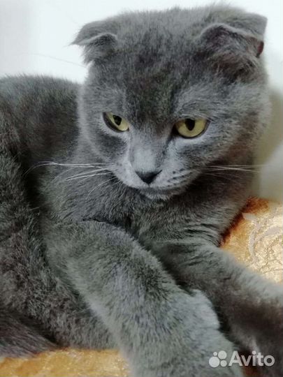 Кошечка вислоухая