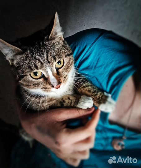 Европейская кошка