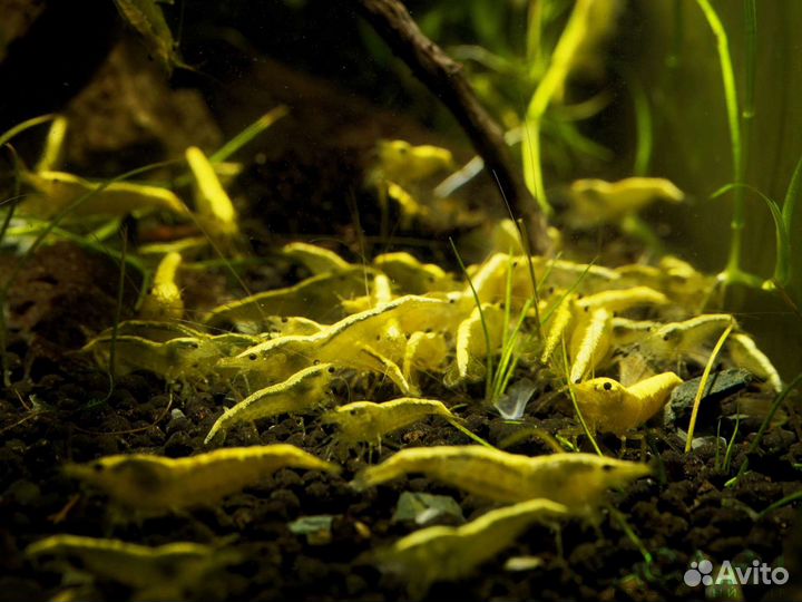 Аквариумные 