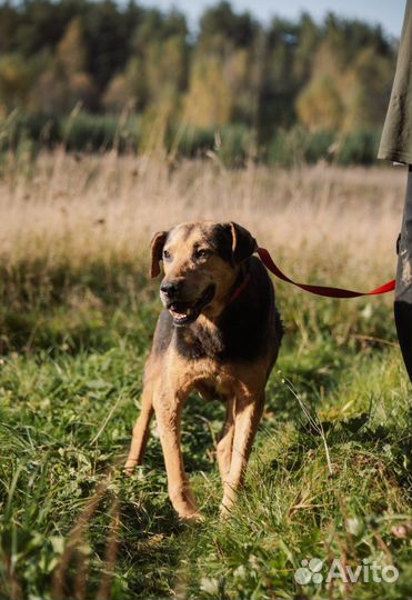 Собака компаньон в добрые руки