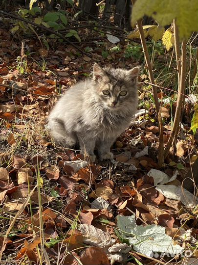 Пушистые котята