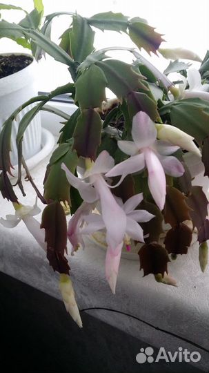 Декабрист белый