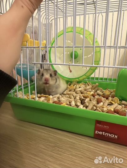 Сирийский хомяк бесплатно