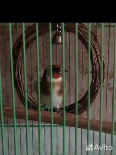 Щеглы отборные