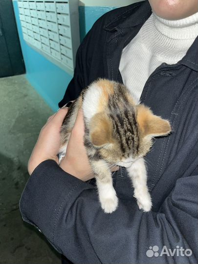 Бесплатные котята