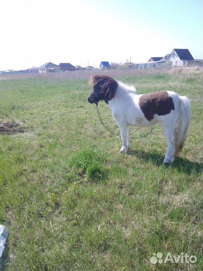 Пони жеребец