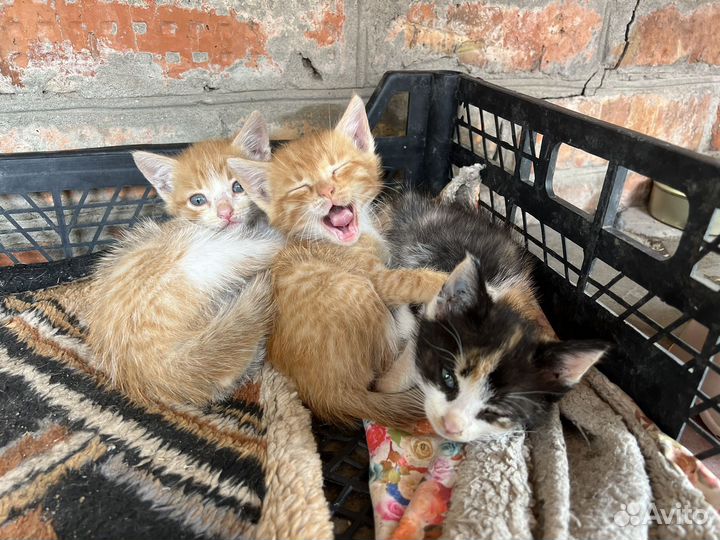 Котята
