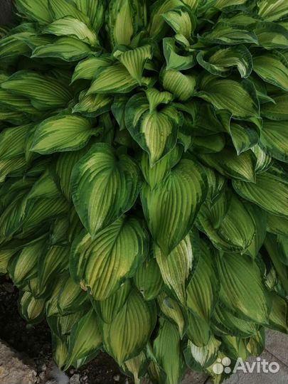 Хосты разные