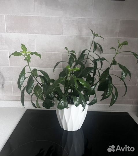 Кроссандра оранжевая